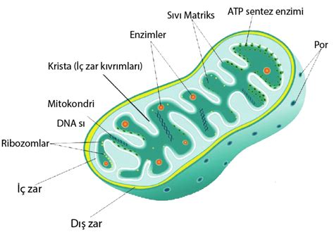 Mitokondri nedir